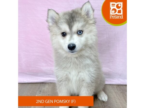 Pomsky 2nd Gen – 2684