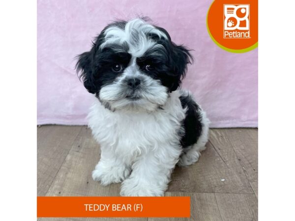 Teddy Bear – 2708