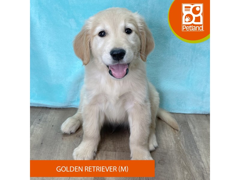 Golden Retriever - 2707 Image #1