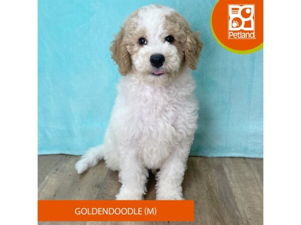 Goldendoodle – 2705