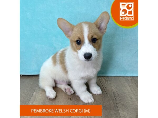Pembroke Welsh Corgi – 2704