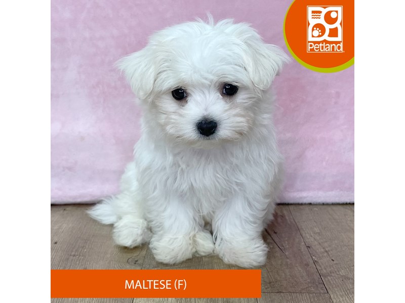 Maltese - 2703 Image #1