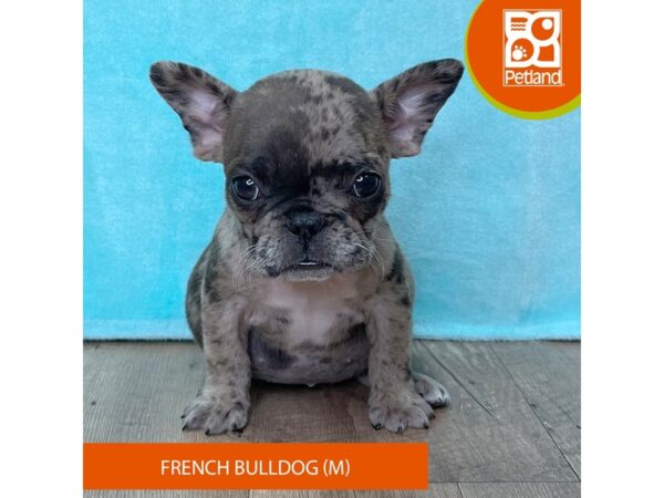 French Bulldog – 2702