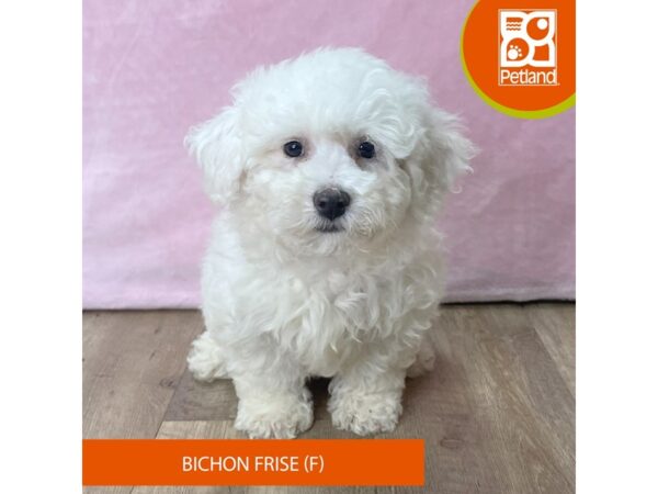 Bichon Frise – 2701