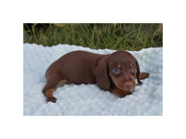 Dachshund – 2713