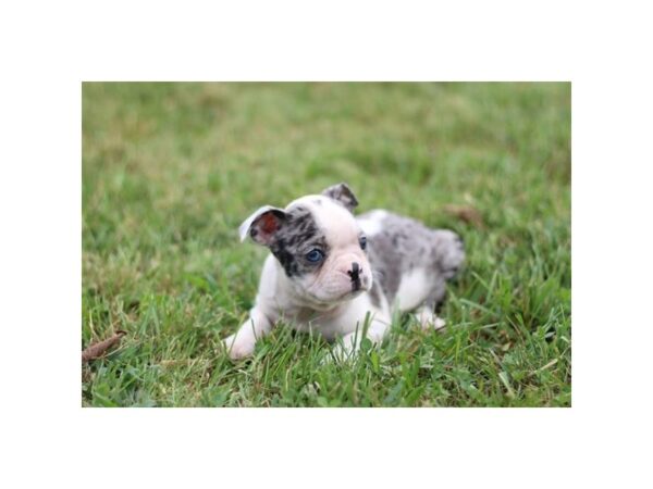 Boston Terrier – 2716