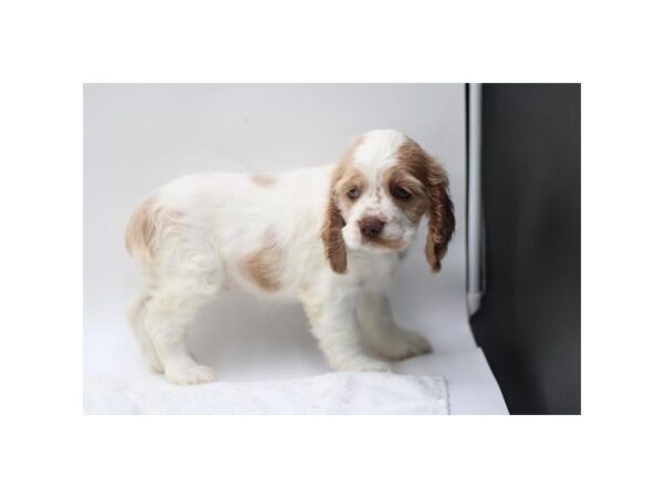 Cocker Spaniel – 2718