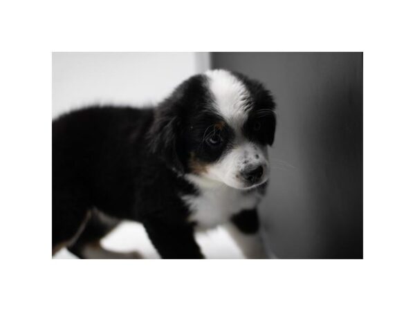 Miniature Australian Shepherd – 2722