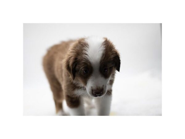 Miniature Australian Shepherd – 2723