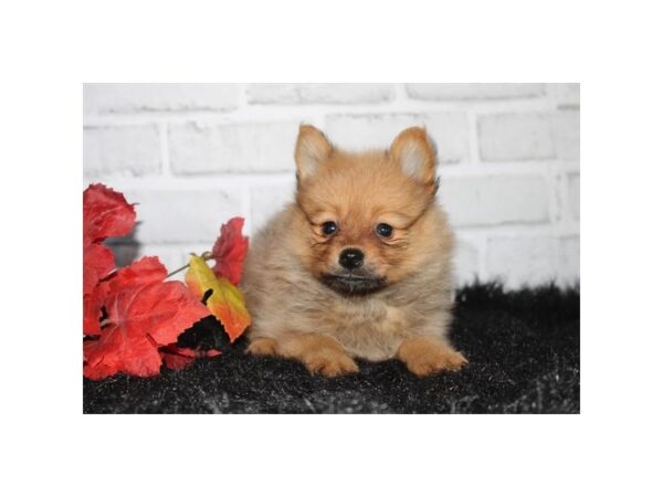 Pomeranian – 2725