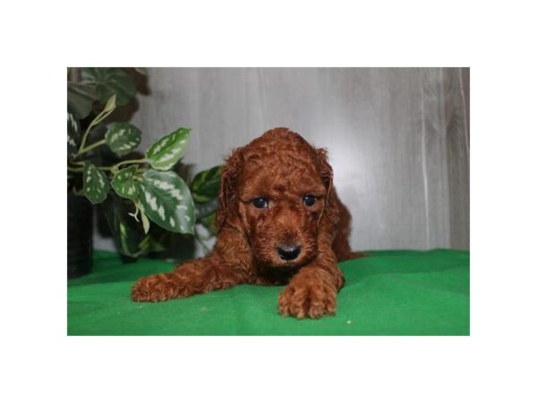 Goldendoodle Mini 2nd Gen – 2726