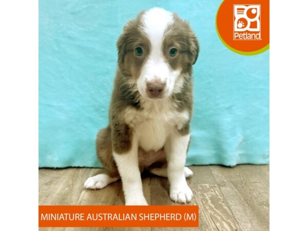 Miniature Australian Shepherd – 2723