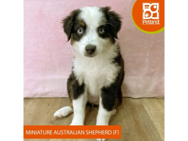 Miniature Australian Shepherd – 2722
