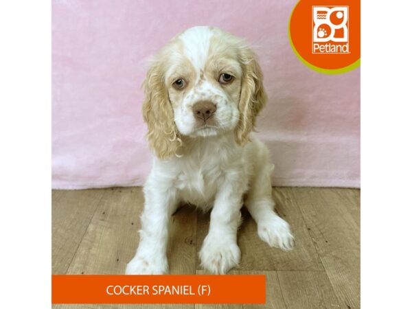 Cocker Spaniel – 2717