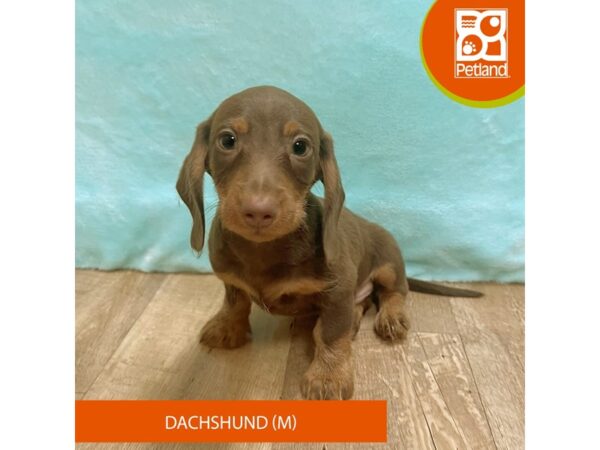 Dachshund – 2713