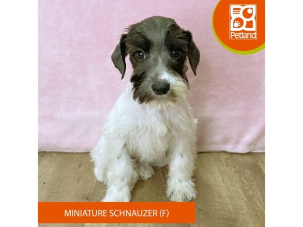 Miniature Schnauzer – 2710