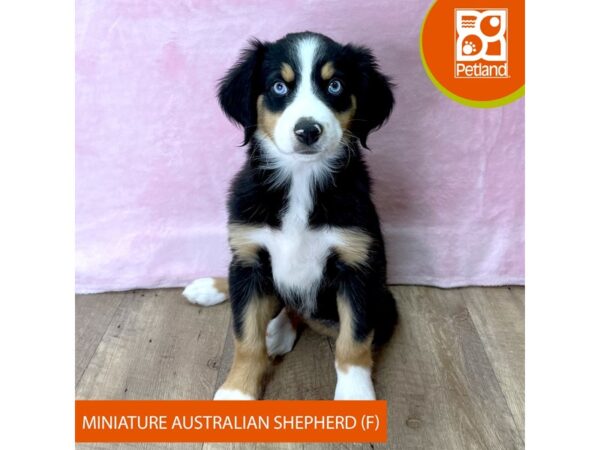 Miniature Australian Shepherd – 2719