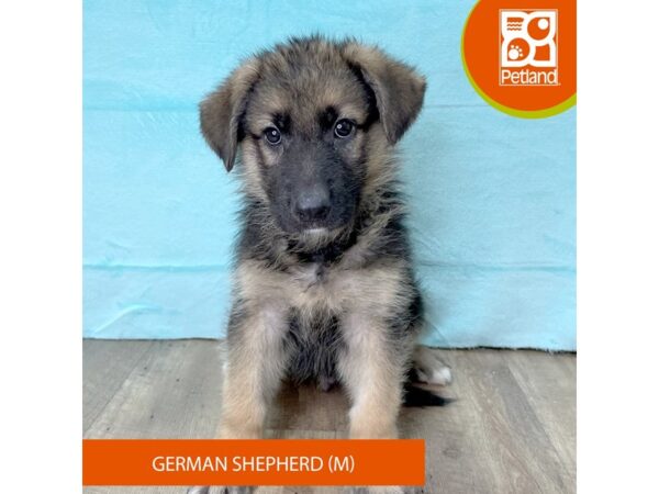 German Shepherd – 2695
