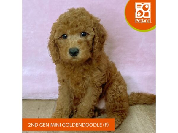 Goldendoodle – 2726