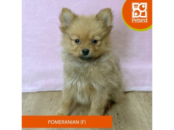 Pomeranian – 2725