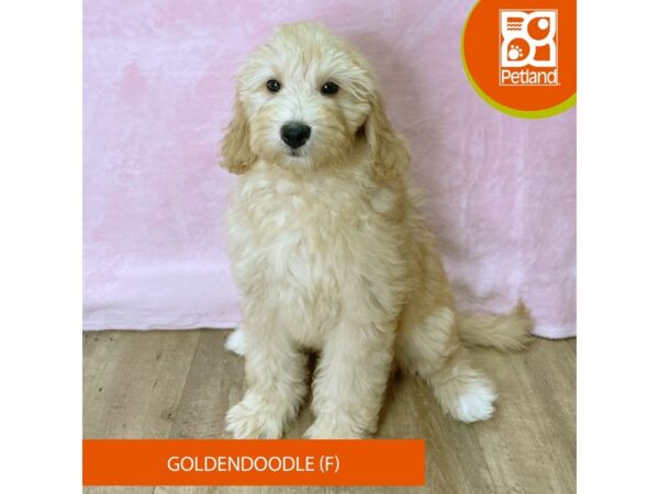 Goldendoodle – 2721