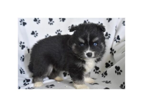 Pomsky – 2729