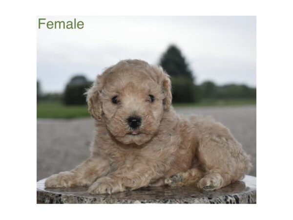 Bichapoo – 2730