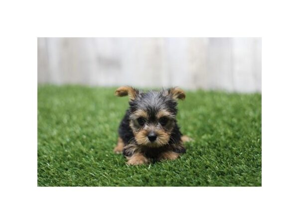 Yorkshire Terrier – 2733