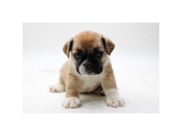 English Bulldog – 2735