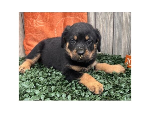 Rottweiler – 2736