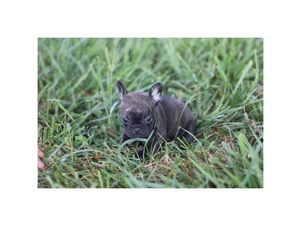 French Bulldog – 2738