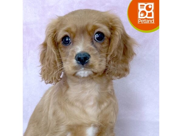 Cavalier King Charles Spaniel – 2758