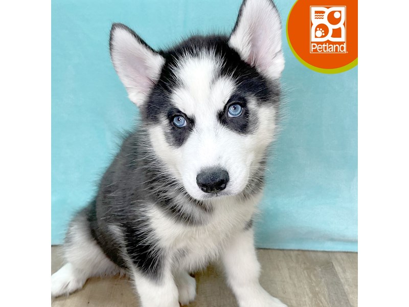 Siberian Husky - 2767 Image #1