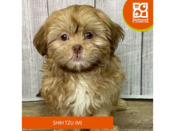 Shih Tzu – 2794