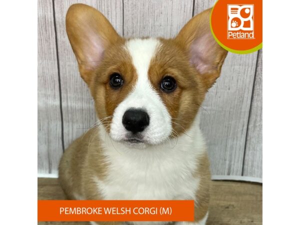 Pembroke Welsh Corgi – 2785