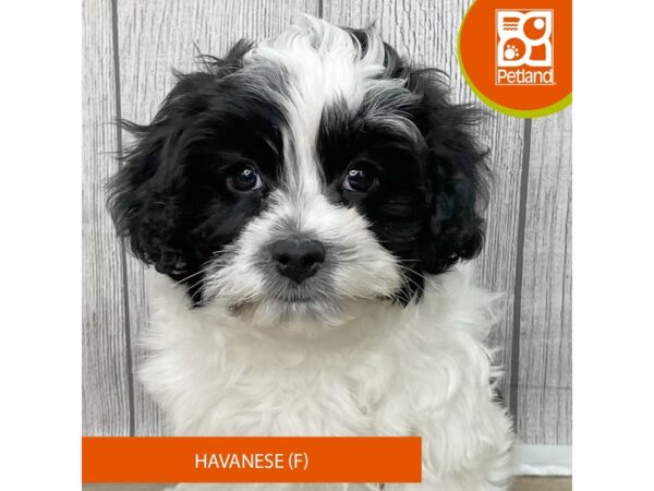 Havanese – 2808