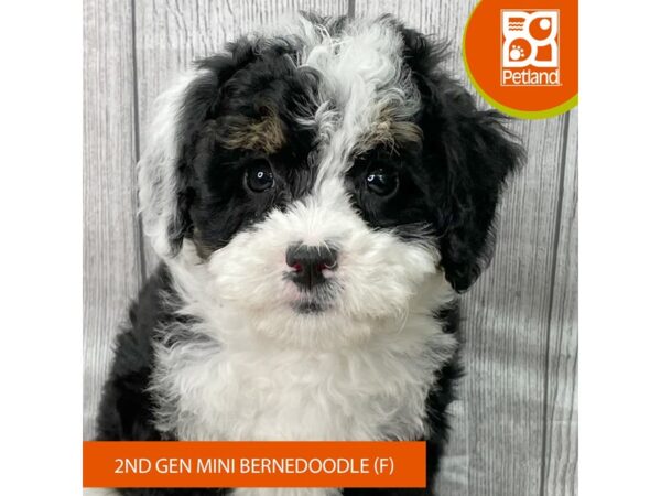 Bernedoodle Mini 2nd Gen – 2804