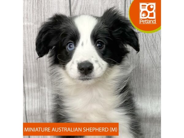 Miniature Australian Shepherd – 2803