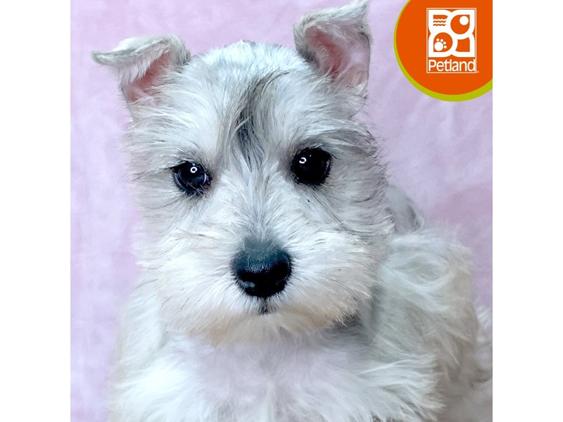 Miniature Schnauzer - 2756 Image #1