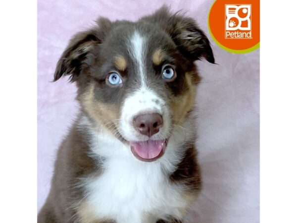 Australian Shepherd – 2760