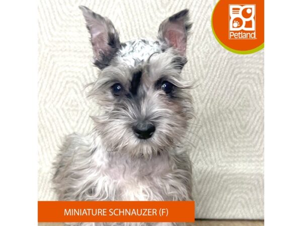 Miniature Schnauzer – 2780