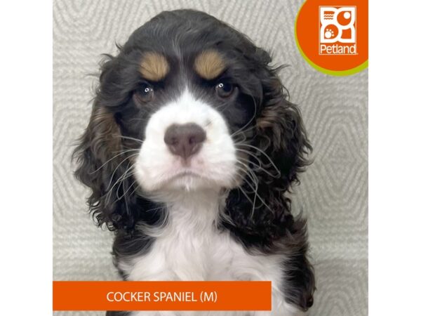 Cocker Spaniel – 2779
