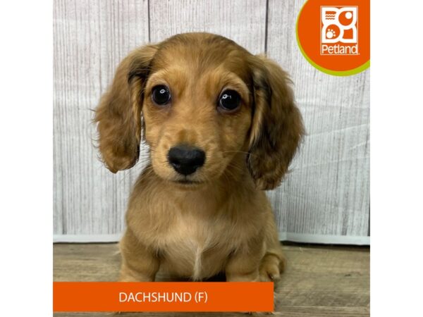 Dachshund – 2792