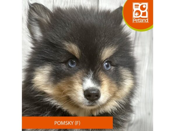 Pomsky Puppy Black / White ID:1985 Located at Petland Carmel, IN