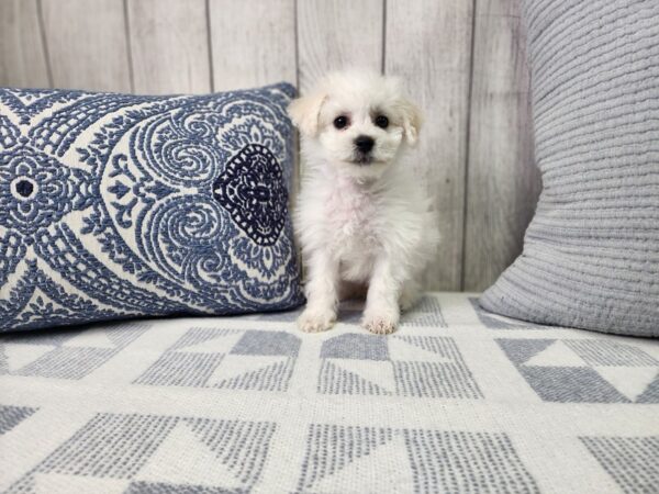 Bichon Frise – 446