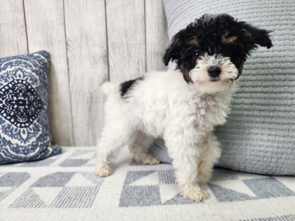 Poodle Mini – 458