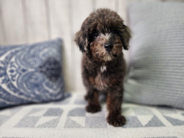 Poodle Mini – 461