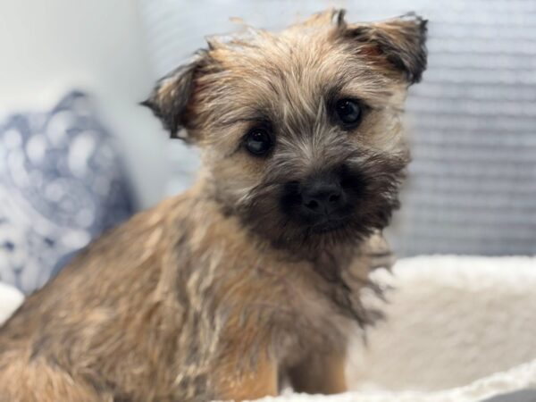 Cairn Terrier – 974