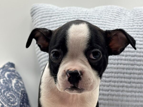 Boston Terrier – 1013