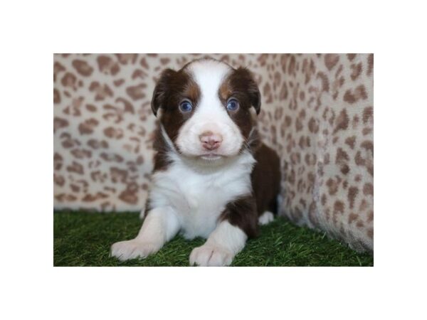 Miniature Australian Shepherd – 1031